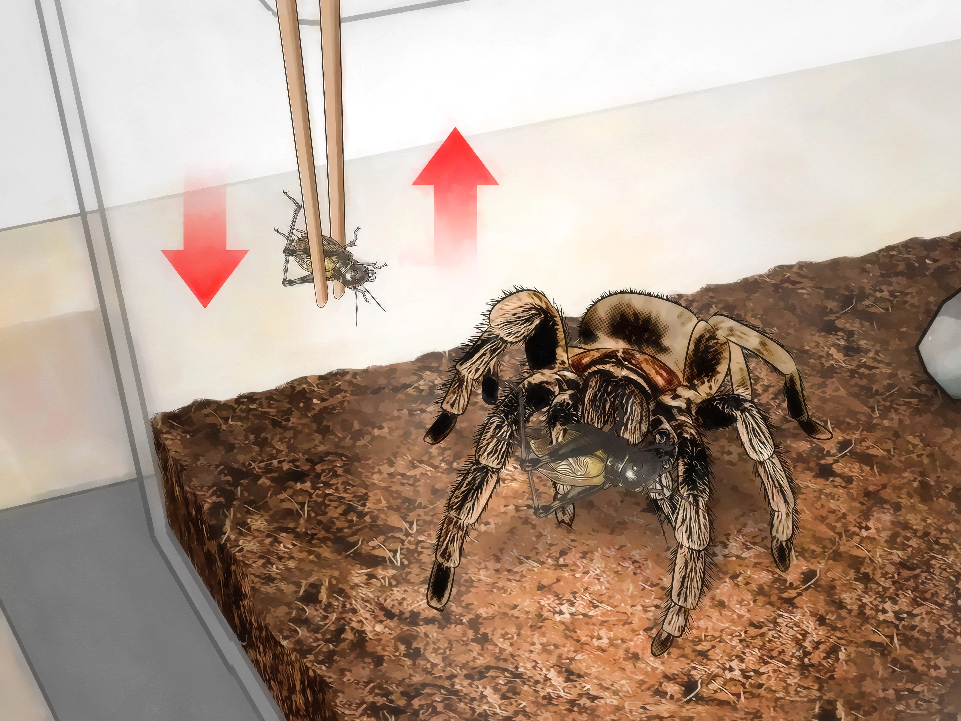 /img/19360-tarantula-water.webp