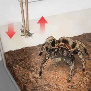 /img/19360-tarantula-water.webp
