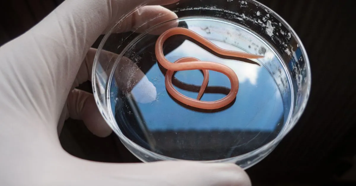 19369 cleaning tarantula enclosure