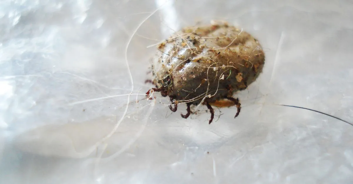 19369 mite infested tarantula