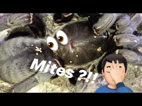 19369 tarantula mites 1
