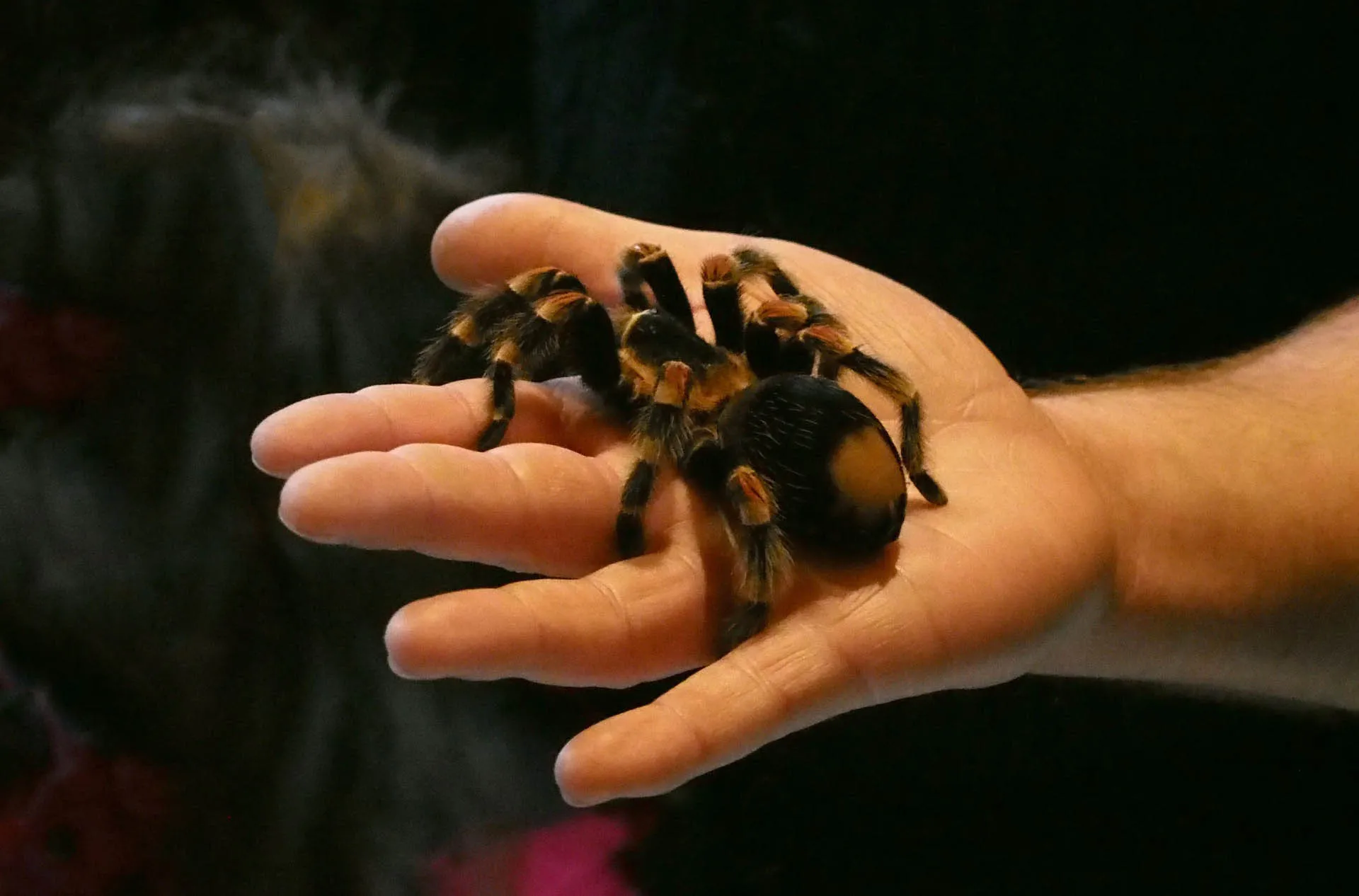 19371 triskelion tarantula unit behavior