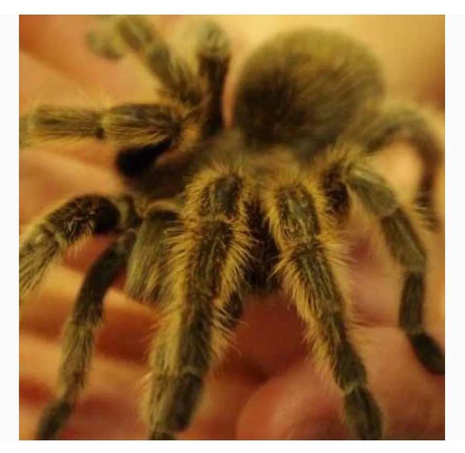 /img/19371-triskelion-tarantula-unit-conservation.webp