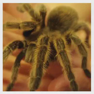 /img/19371-triskelion-tarantula-unit-conservation.webp