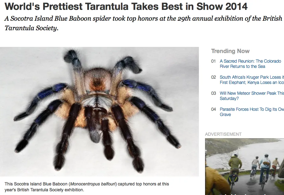 19371 triskelion tarantula unit feeding