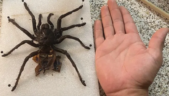 19374 tarantula molting process