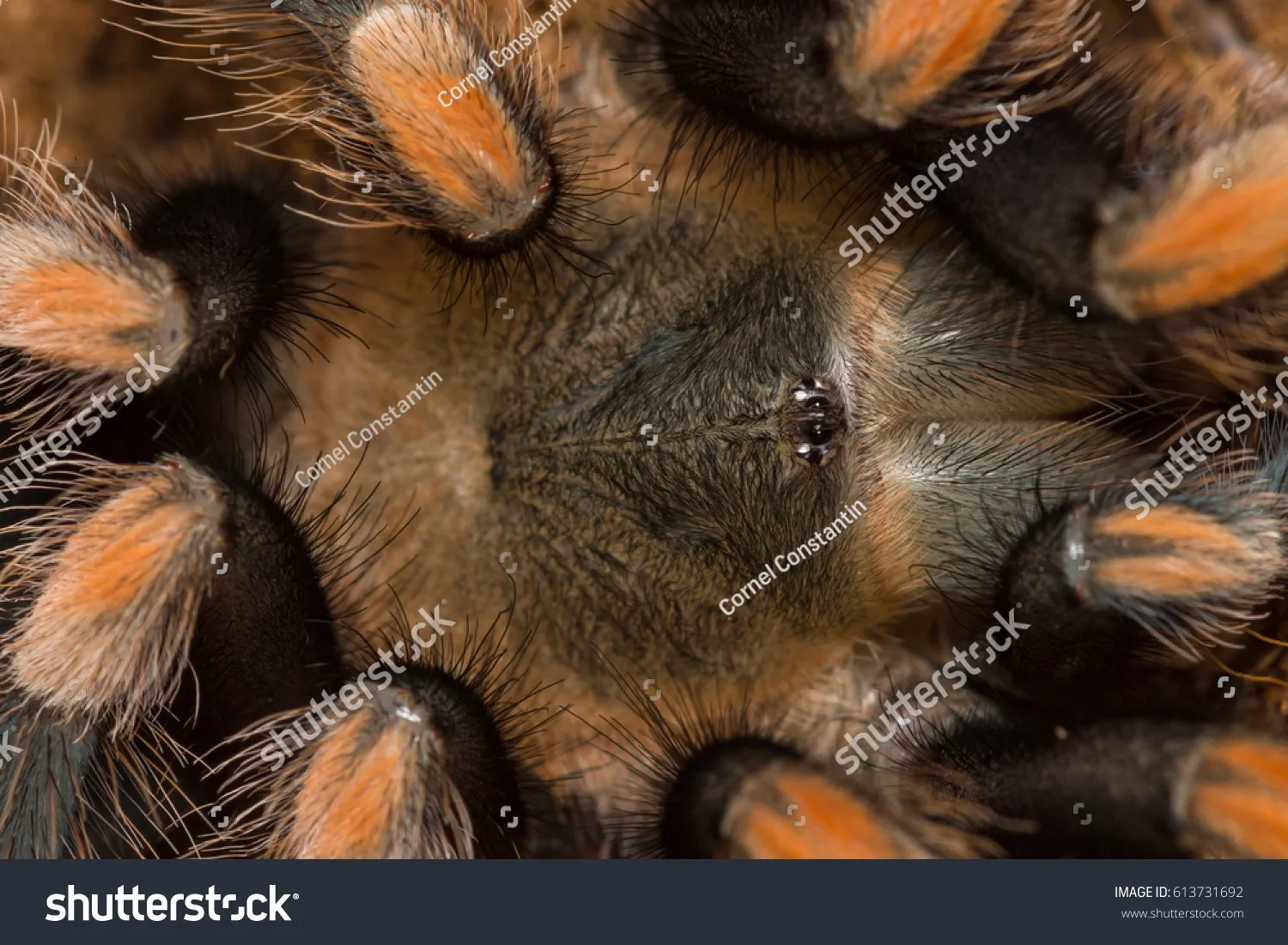 19374 tarantula shedding skin