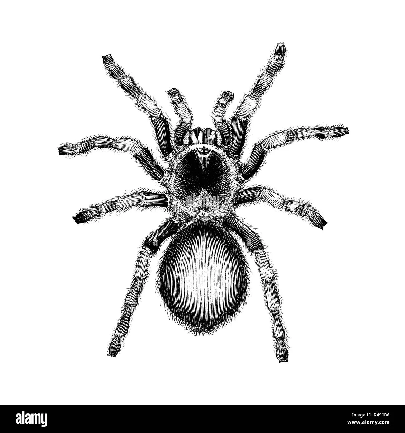 /img/19377-tarantula-tattoo-design-7.webp