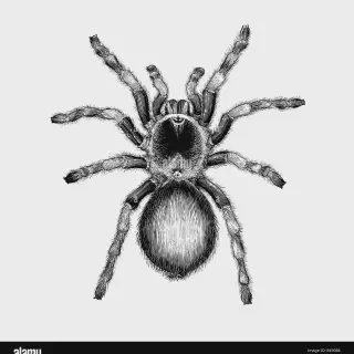 /img/19377-tarantula-tattoo-design-7.webp