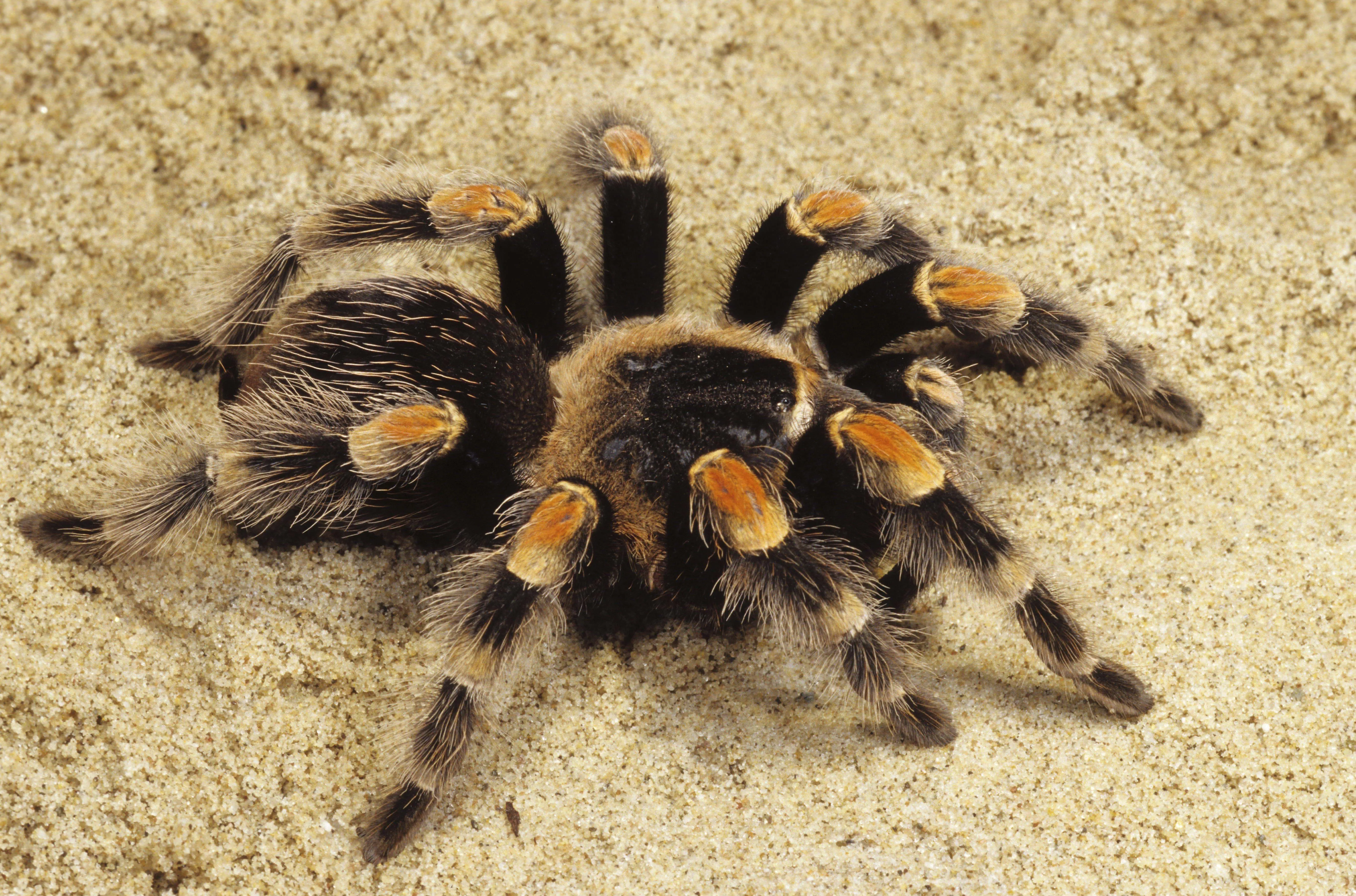 /img/19378-tarantula-species.webp