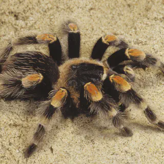 /img/19378-tarantula-species.webp