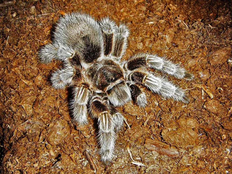 19379 tarantula venom microscope