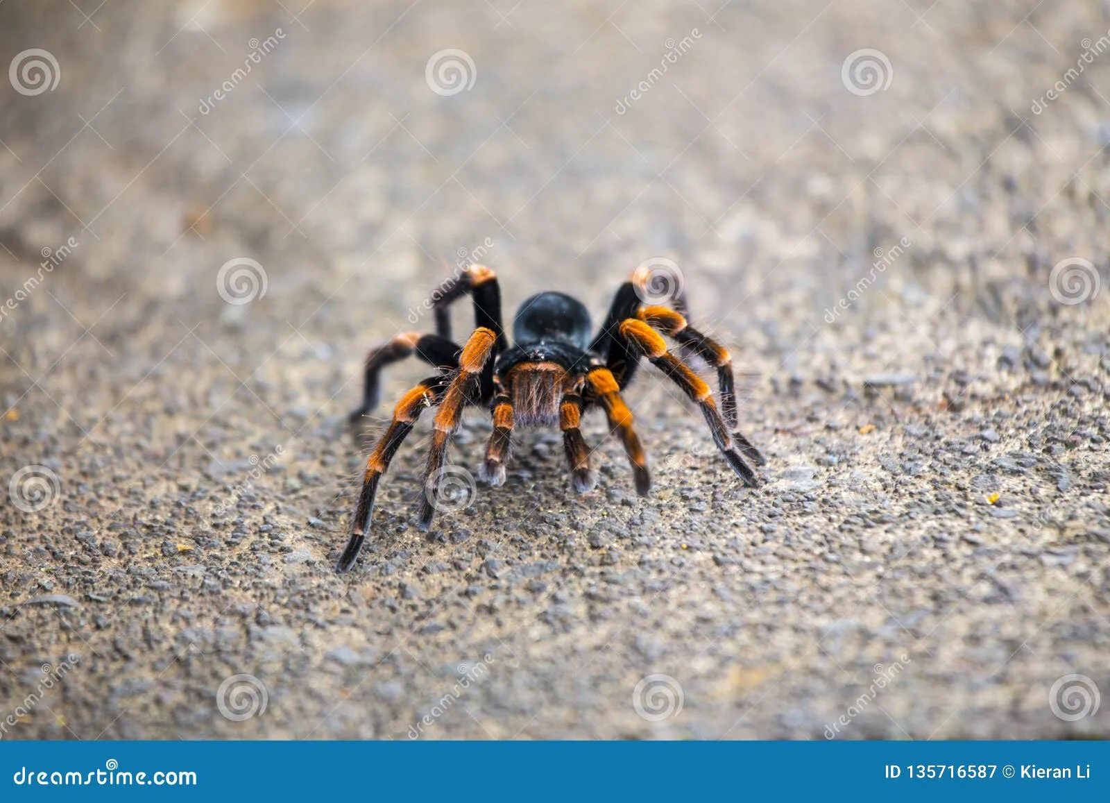19380 orange knee tarantula feeding