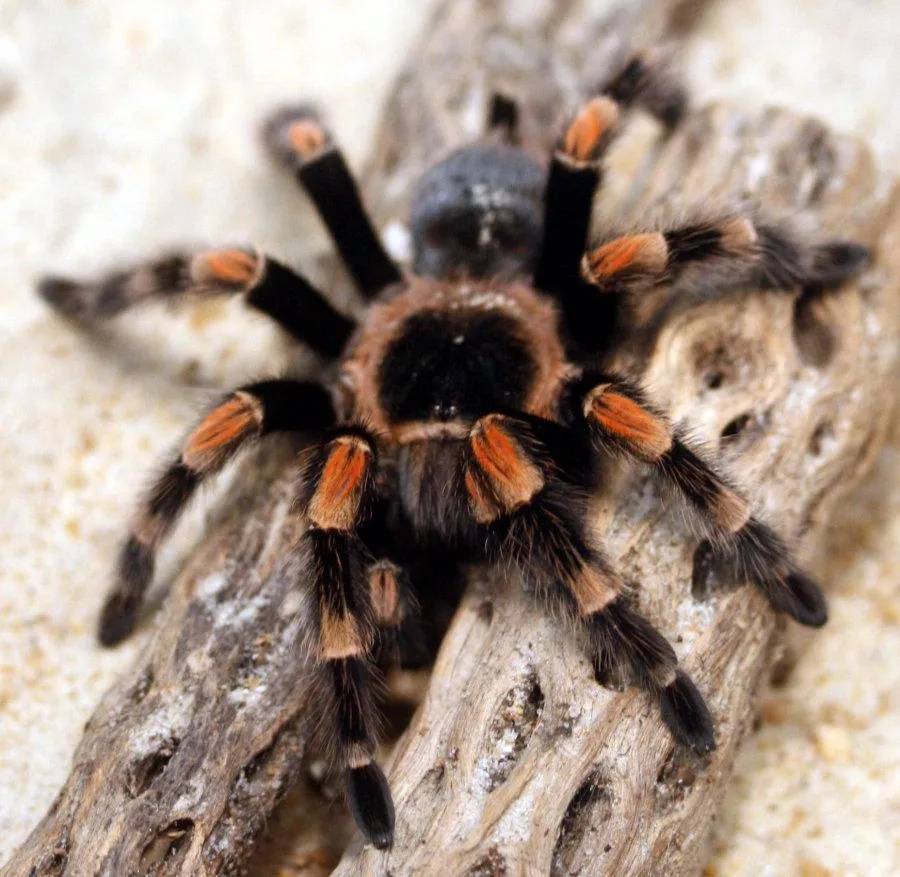 19380 orange knee tarantula size