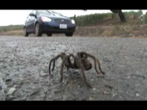 19382 tarantula feeding