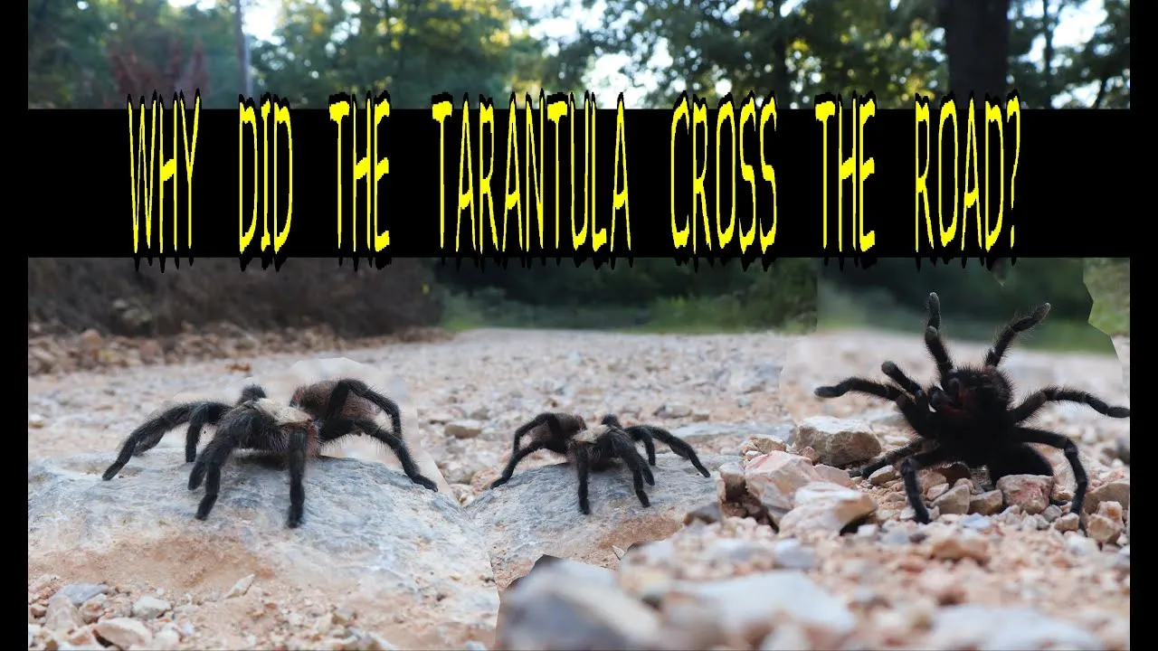 19382 tarantula mating ritual