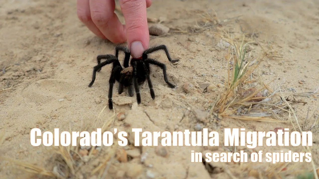 19382 tarantula migration map