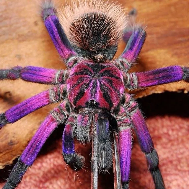 19387 pinktoe tarantula eating