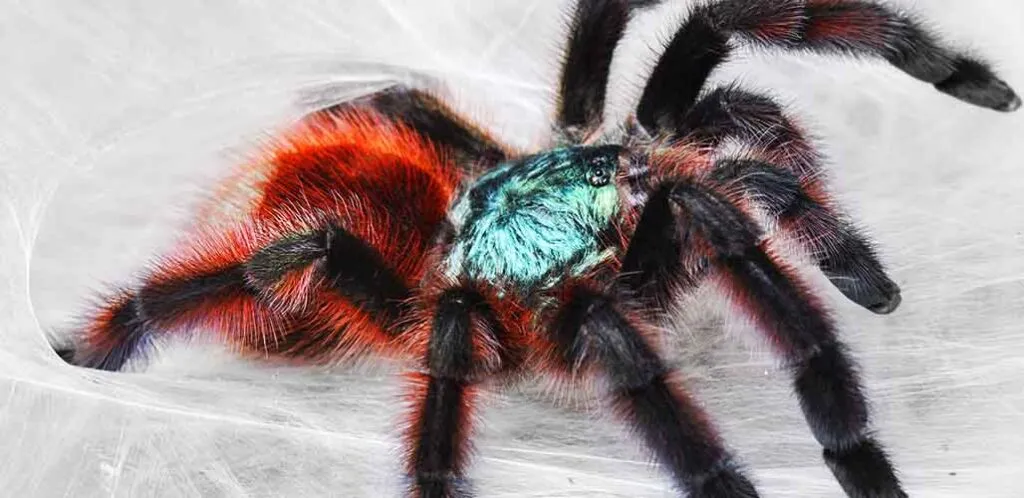 19387 pinktoe tarantula handling