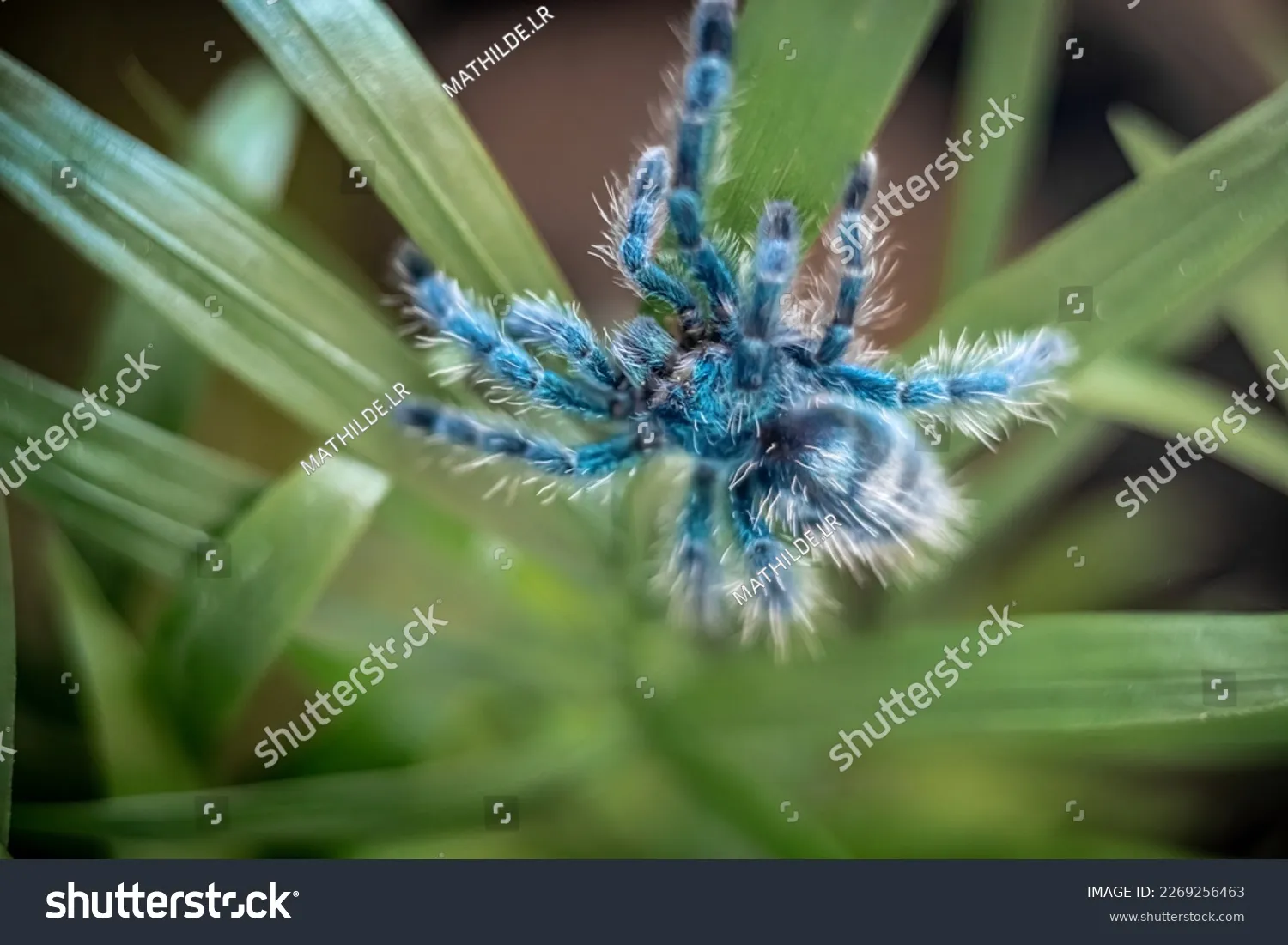 19387 pinktoe tarantula health check