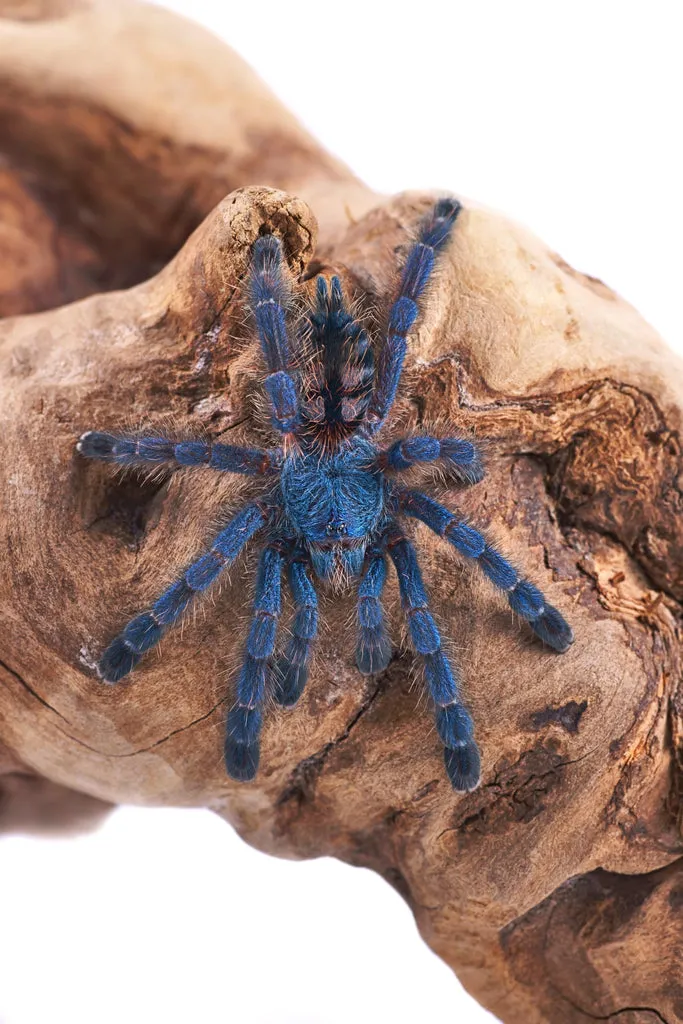 /img/19387-pinktoe-tarantula-molting.webp
