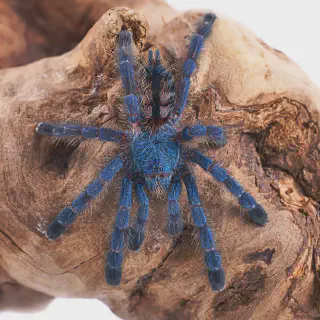 /img/19387-pinktoe-tarantula-molting.webp