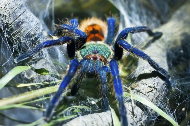 19390 green bottle blue tarantula coloration