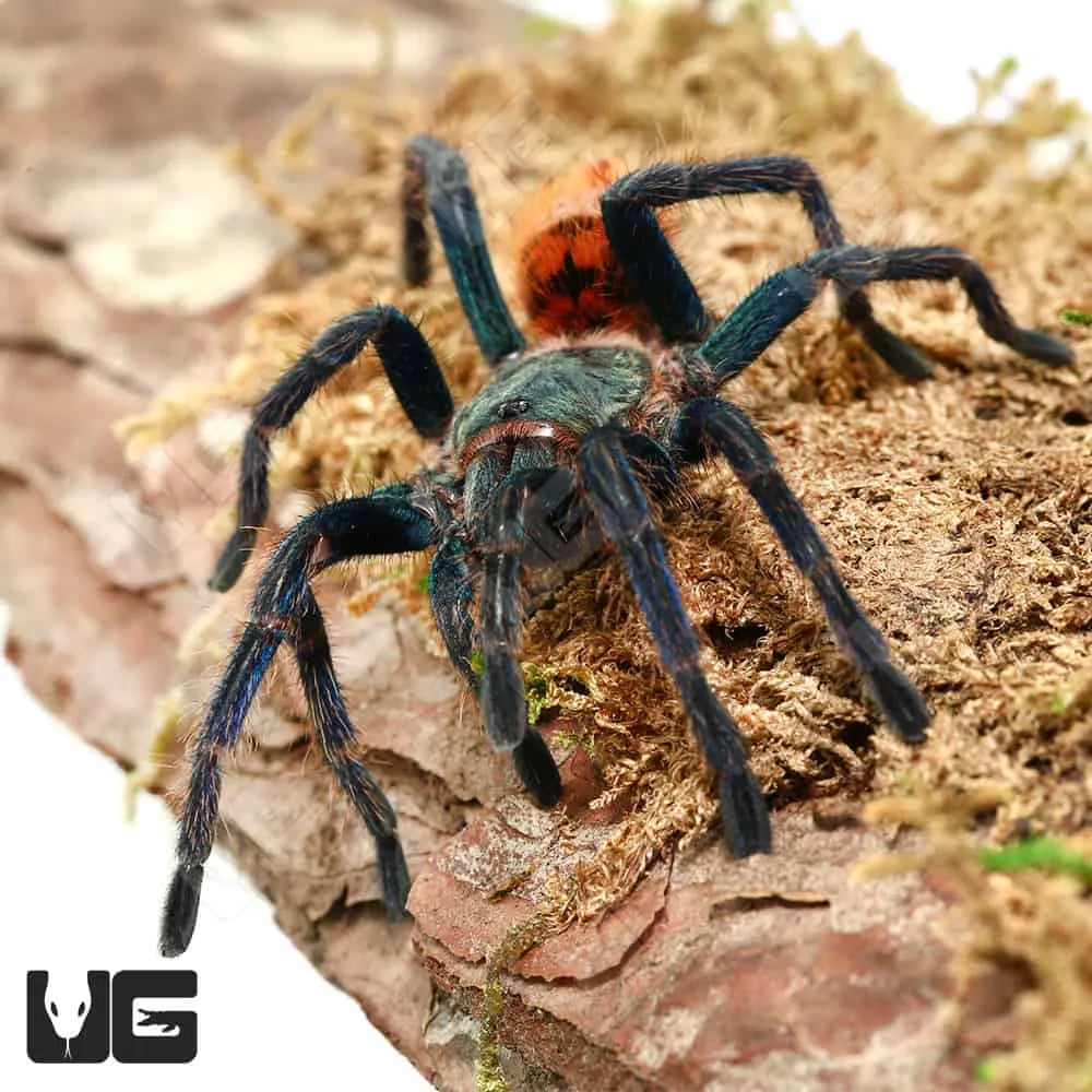 /img/19390-green-bottle-blue-tarantula-conservation.webp