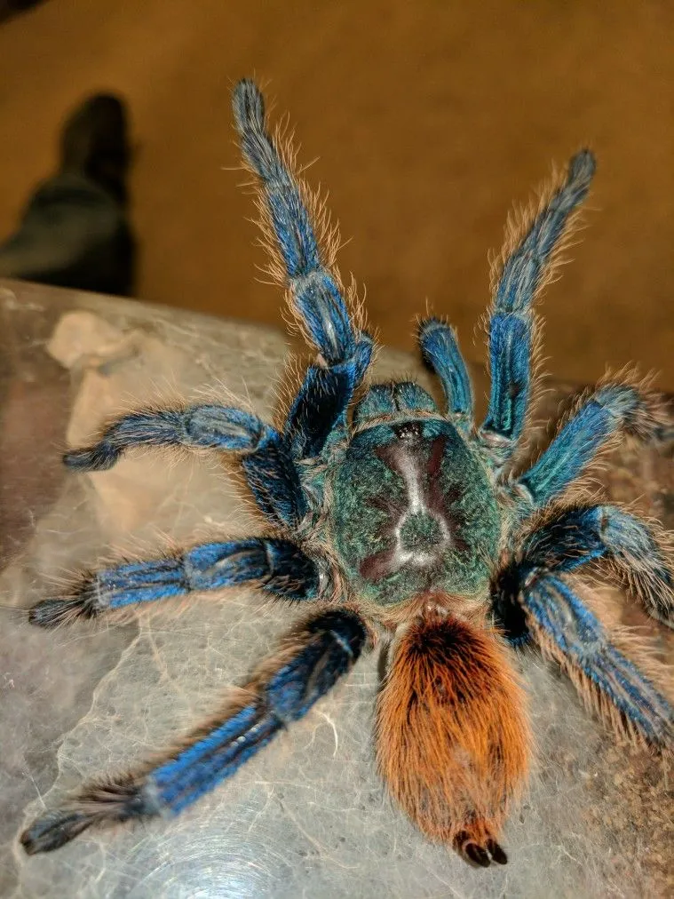 19390 green bottle blue tarantula habitat