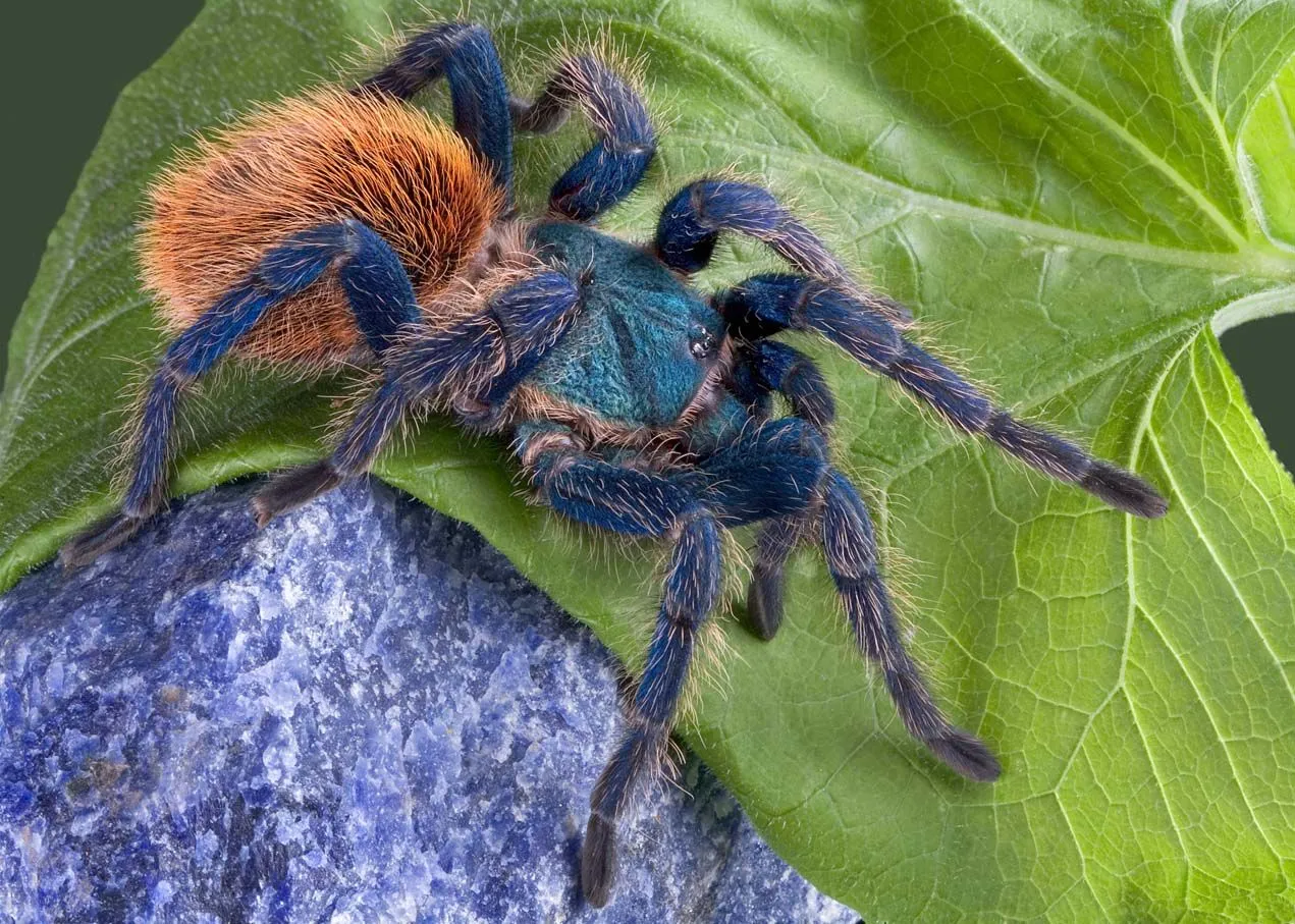 19390 green bottle blue tarantula overview