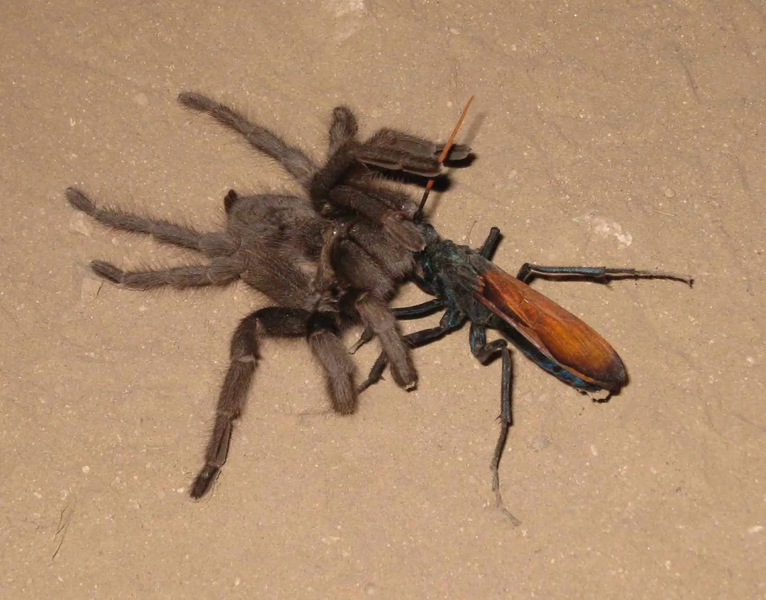 19395 tarantula hawk mexico