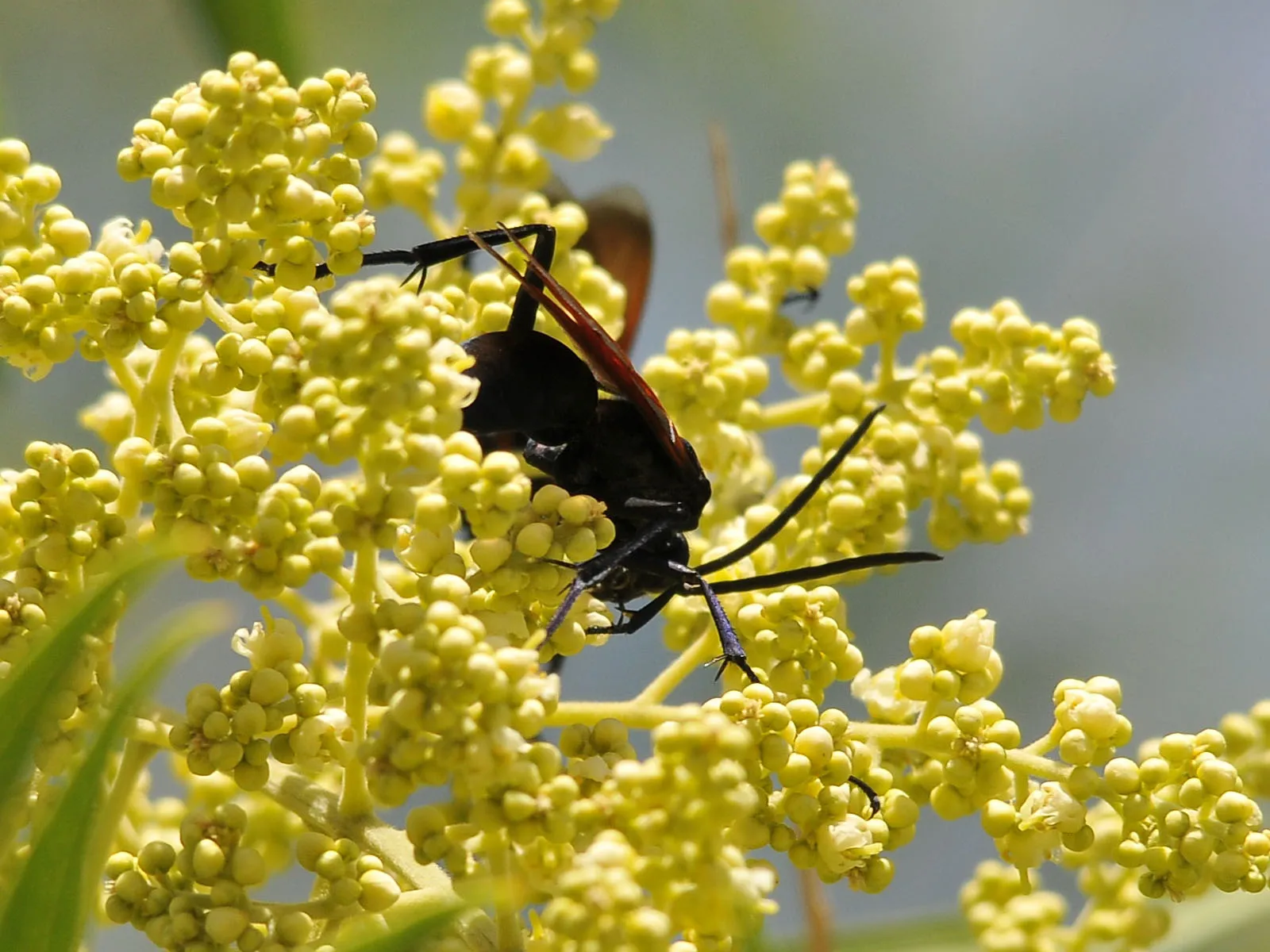 /img/19395-tarantula-hawk-observation.webp
