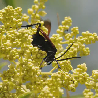 /img/19395-tarantula-hawk-observation.webp
