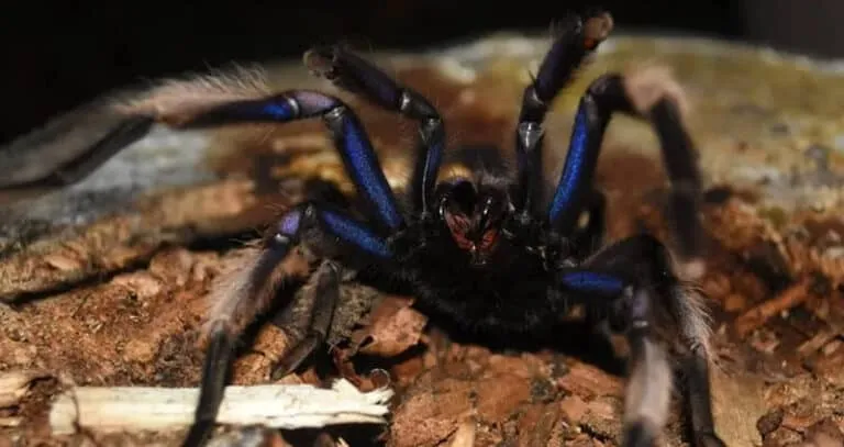 19397 gooty sapphire ornamental